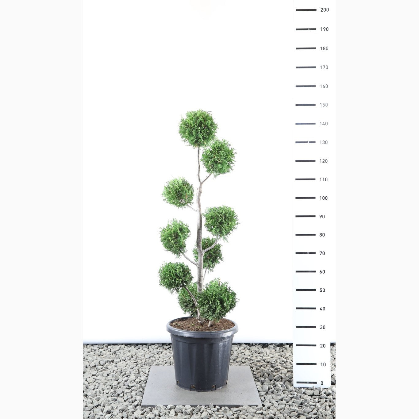 Thuja – Thuja occidentalis 'Brabant' - 100-125 CM PonPon EXTRA in Cont.